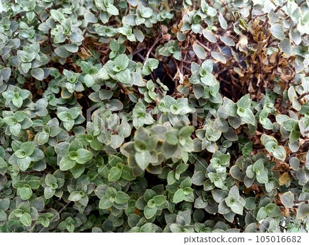 Close up of turtle vine plant Close up of turtle vine plant 105016682