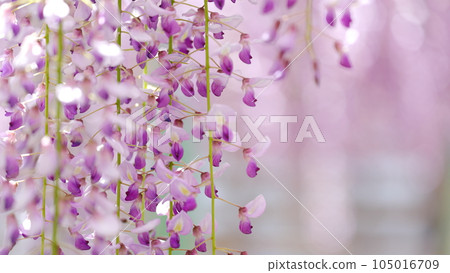 盛開的紫藤花 盛開的紫藤花 105016709