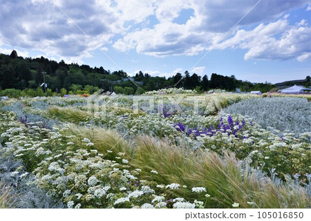 Blue sky and flower garden Blue sky and flower garden 105016850