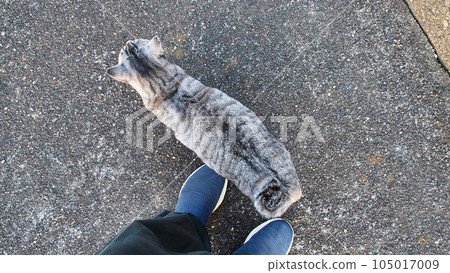 腳旋轉的鯖魚貓 105017009