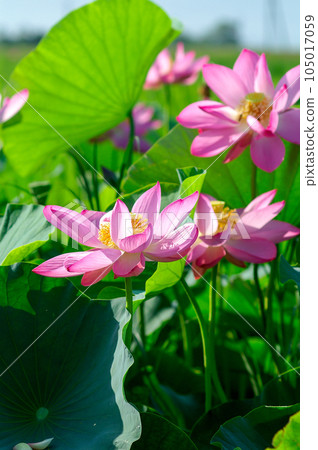 福島縣和湯方廣場的紅蓮花 福島縣和湯方廣場的紅蓮花 105017059