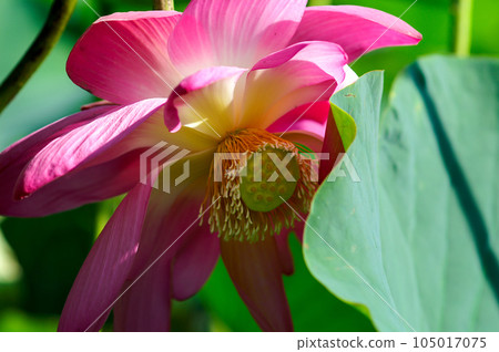 The red lotus at Fukushimagata and Yugata Square 105017075