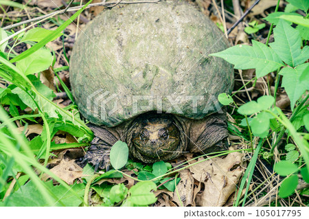 Common snapping turtle 105017795