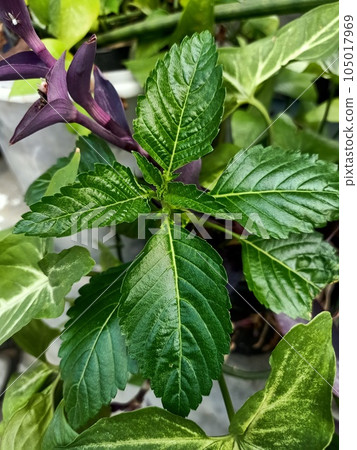 Close up of common hemp-nettle plant  105017969