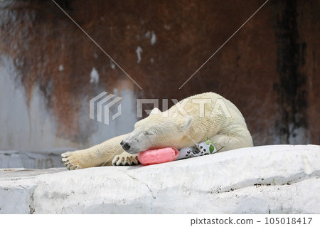Polar bear taking a nap Polar bear taking a nap 105018417