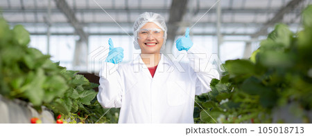 Portrait young asian woman wearing glasses cultivation strawberry with happiness and smile for farm. Portrait young asian woman wearing glasses cultivation strawberry with happiness and smile for farm. 105018713