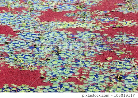 Azolla Azolla 105019117
