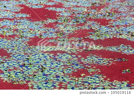 Azolla Azolla 105019118