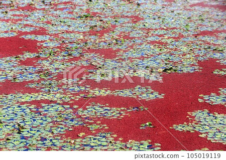 Azolla Azolla 105019119