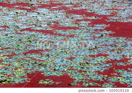 滿江紅 滿江紅 105019120