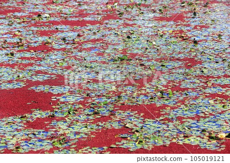 滿江紅 滿江紅 105019121