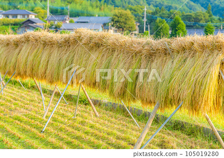 [大米素材]中野的梯田，撿來的大米[山梨縣] 105019280
