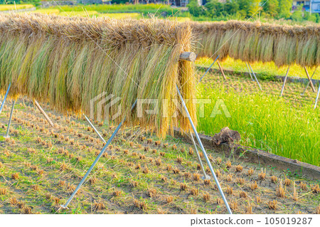 [Rice material] Terraced rice fields in Nakano, rice that has been scavenged [Yamanashi Prefecture] 105019287