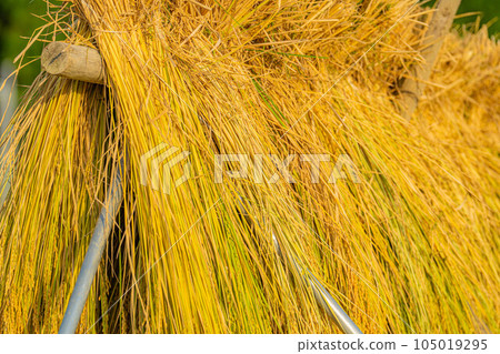 [Rice material] Terraced rice fields in Nakano, rice that has been scavenged [Yamanashi Prefecture] 105019295