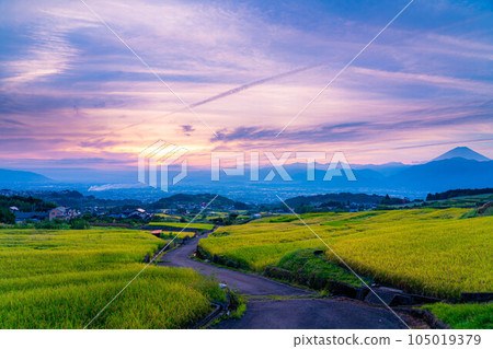 [Autumn material] Sunrise over terraced rice fields in Nakano at harvest time [Yamanashi Prefecture] 105019379