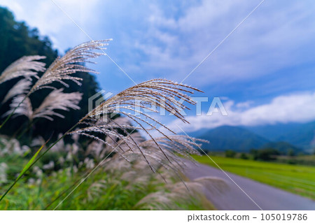 [秋季材料] 薄耳朵和藍天[長野縣] 105019786