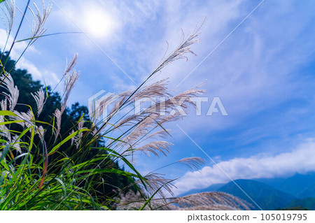 [秋季材料] 薄耳朵和藍天[長野縣] 105019795