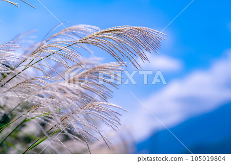 [Autumn material] Susuki ears and blue sky [Nagano Prefecture] 105019804