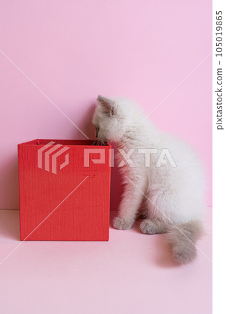 Funny White kitten looking inside a red box 105019865