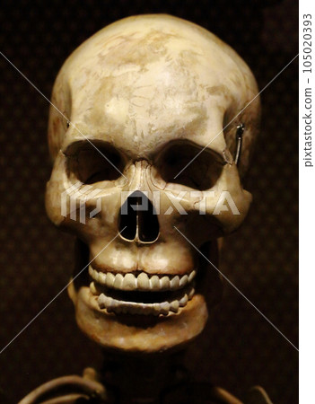 骷髏標本 105020393