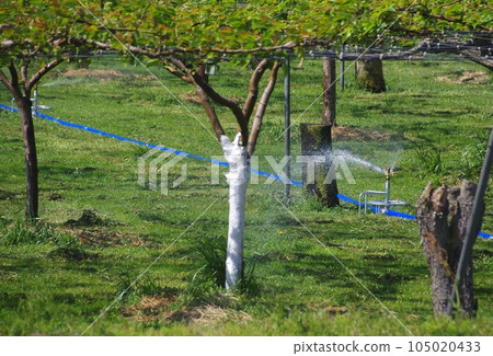 梨田臨時澆水 105020433