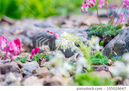 [Alpine plants] Dicentra in early summer Hakuba Goryu Alpine Botanical Garden [Nagano Prefecture] 105020647