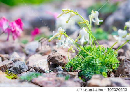 [Alpine plants] Dicentra in early summer Hakuba Goryu Alpine Botanical Garden [Nagano Prefecture] 105020650