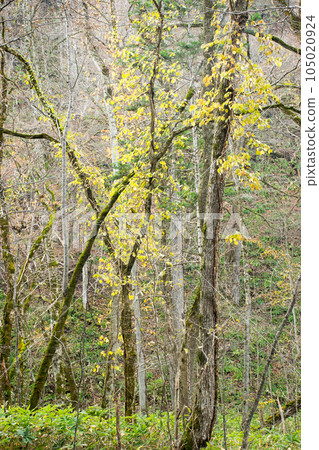 Leaves turning red Leaves turning red 105020924