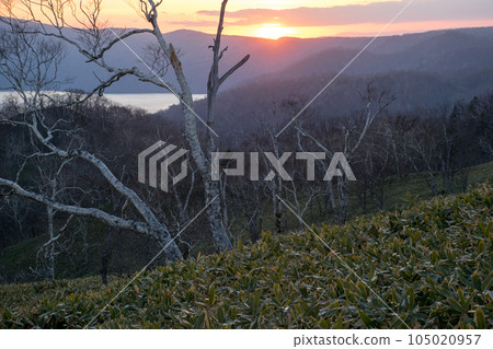 Betula and sunset 105020957