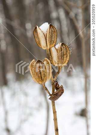 Empty cicada on the stem of Uba lily Empty cicada on the stem of Uba lily 105020959