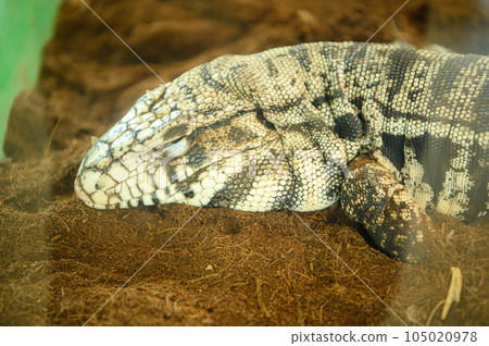 Lizard material image 105020978