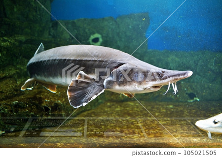 鱘魚(小樽水族館) 鱘魚(小樽水族館) 105021505