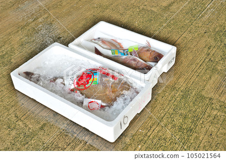 [Fish landed at the fishing port] 105021564