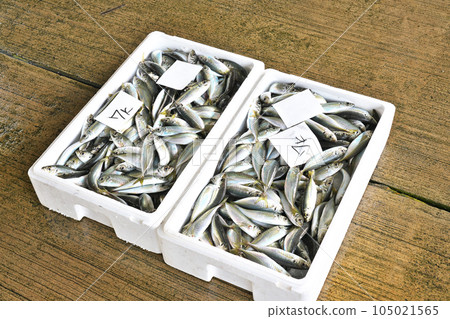[Fish landed at the fishing port] 105021565