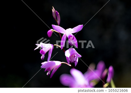 Sunshine and lilan flowers 105021606