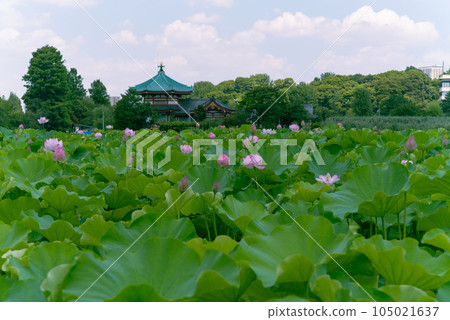 上野公園不忍池盛開的蓮花 105021637