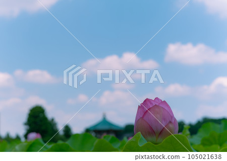 上野公園不忍池盛開的蓮花 105021638