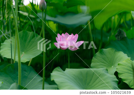 上野公園不忍池盛開的蓮花 105021639