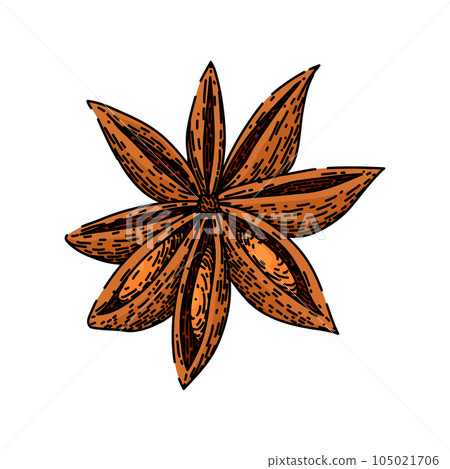 brown anise star sketch hand drawn vector 105021706