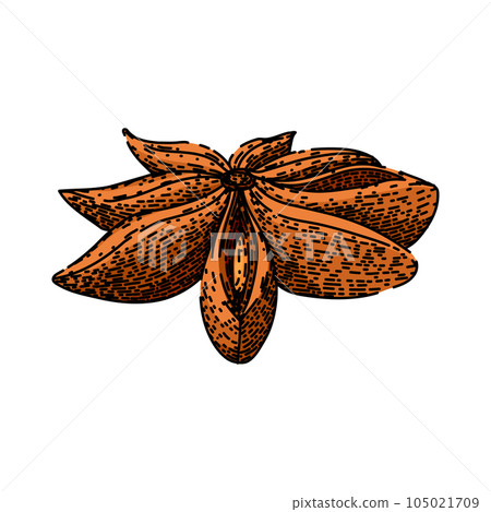 dry anise star sketch hand drawn vector dry anise star sketch hand drawn vector 105021709