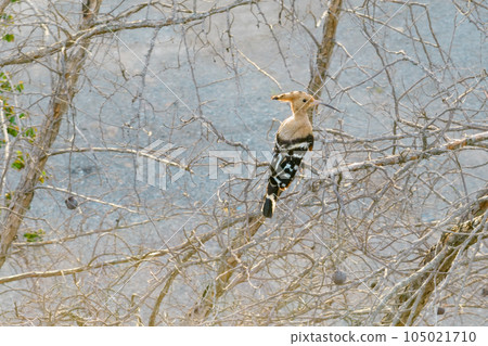 Eurasian Hoopoe or Common hoopoe (Upupa epops) ,Chiang Mai Thailand.. Eurasian Hoopoe or Common hoopoe (Upupa epops) ,Chiang Mai Thailand.. 105021710
