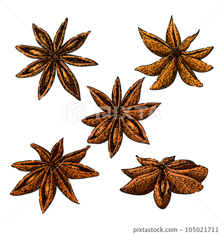 anise star set sketch hand drawn vector 105021711