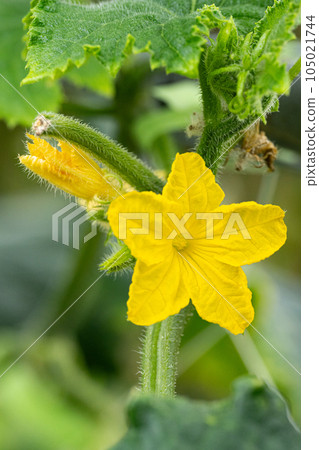 黃瓜花 105021744