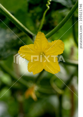 Cucumber flowers Cucumber flowers 105021746