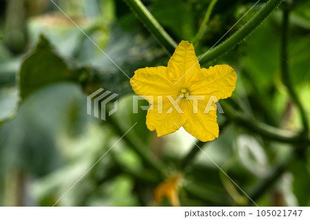 Cucumber flowers 105021747