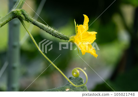 Fruit with cucumber petals at the tip 105021748