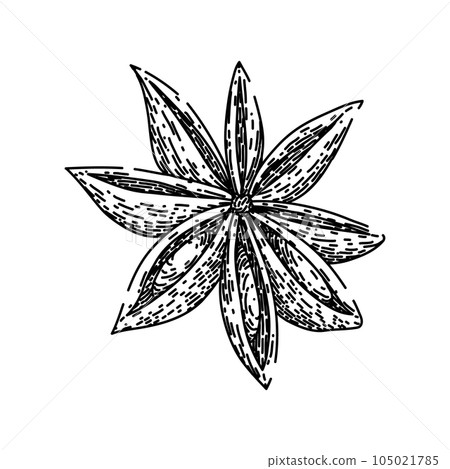 brown anise star sketch hand drawn vector brown anise star sketch hand drawn vector 105021785