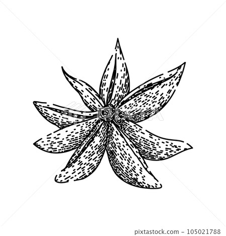 food anise star sketch hand drawn vector 105021788