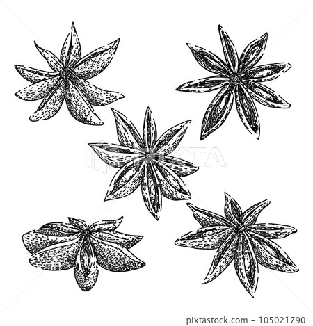 anise star set sketch hand drawn vector anise star set sketch hand drawn vector 105021790