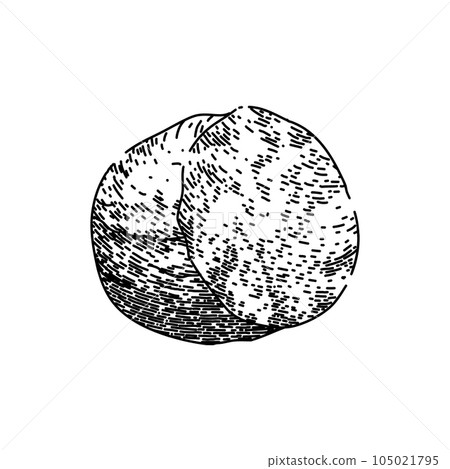 flavor nutmeg spice sketch hand drawn vector flavor nutmeg spice sketch hand drawn vector 105021795